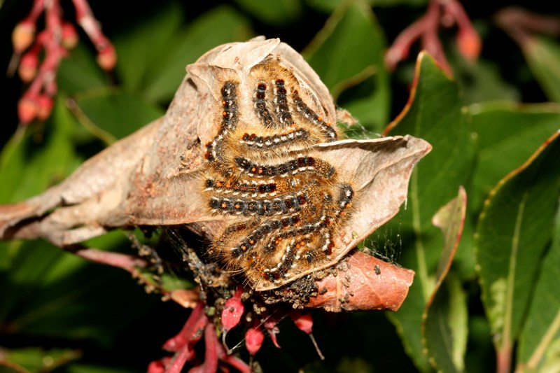 Lavoro di squadra - larve Euproctis (Euproctis) chrysorrhoea